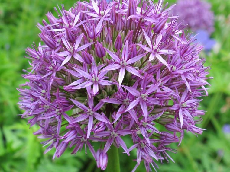 piante-contro-zanzare-allium