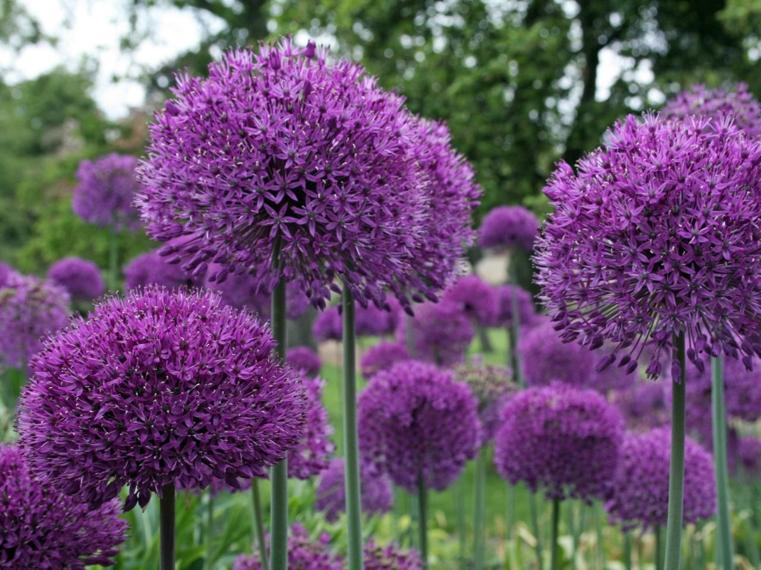 allium-contro-zanzare