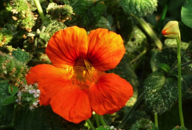 nasturtium-kert-rovarok ellen