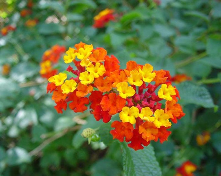 comune-lantana-piante-ornamentali