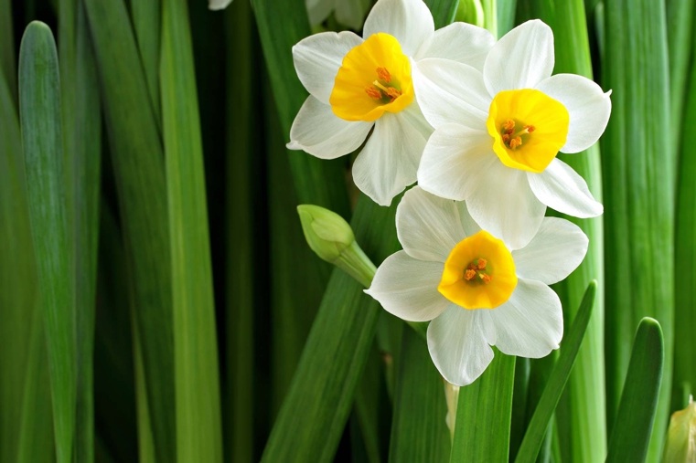 narcissus-against-insects