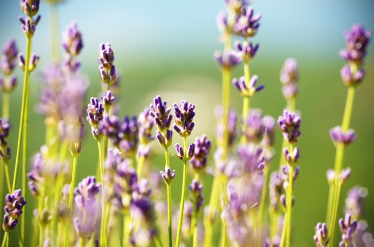 fiori di lavanda