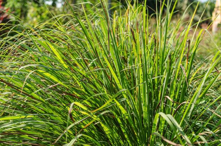 植物-蚊-シトロネラに対して