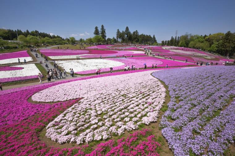 rose-giardino-giappone-bellezza