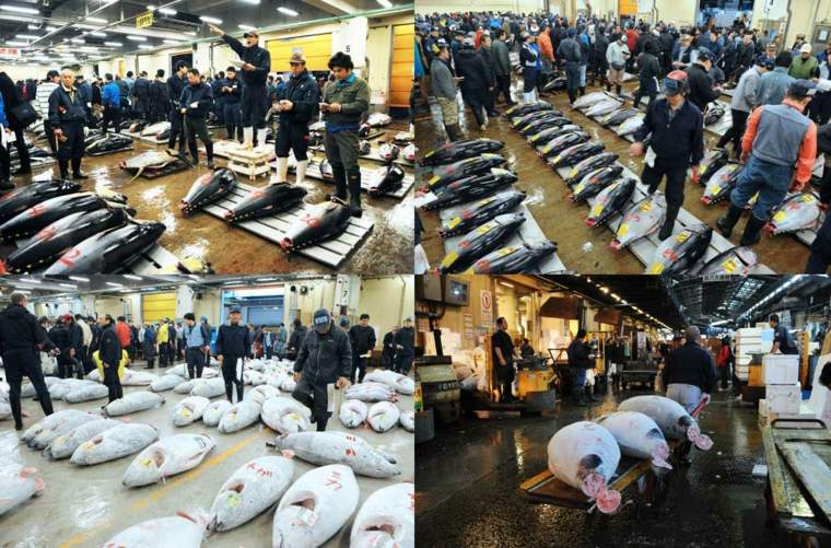 mercato-pesce-Tsukiji-asta-vendita