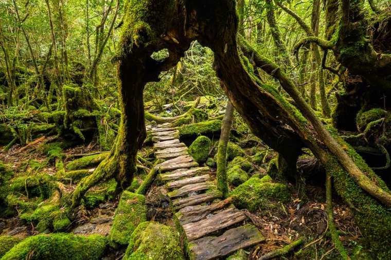 Yakushima-foreste-millennali-Giappone