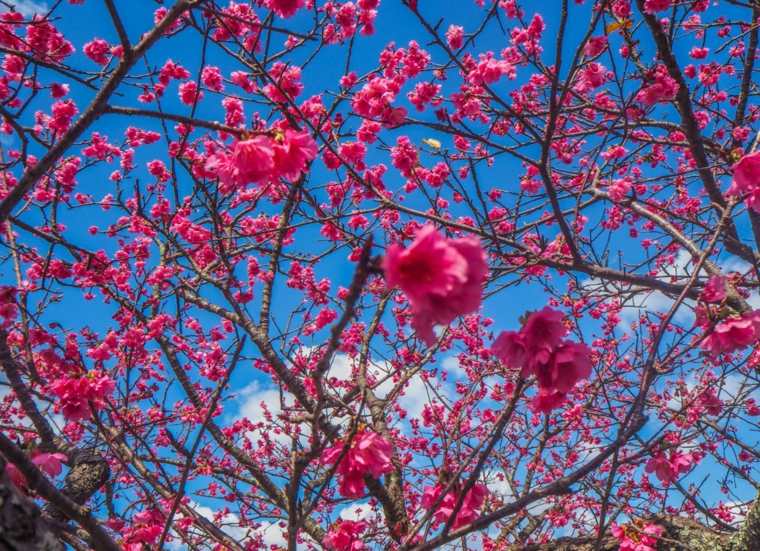 cvjetanje-trešnja-drveće-okinawa-japan-nakijin-sakura