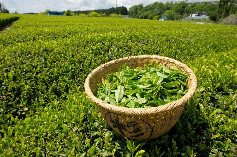 緑茶の健康上の利点