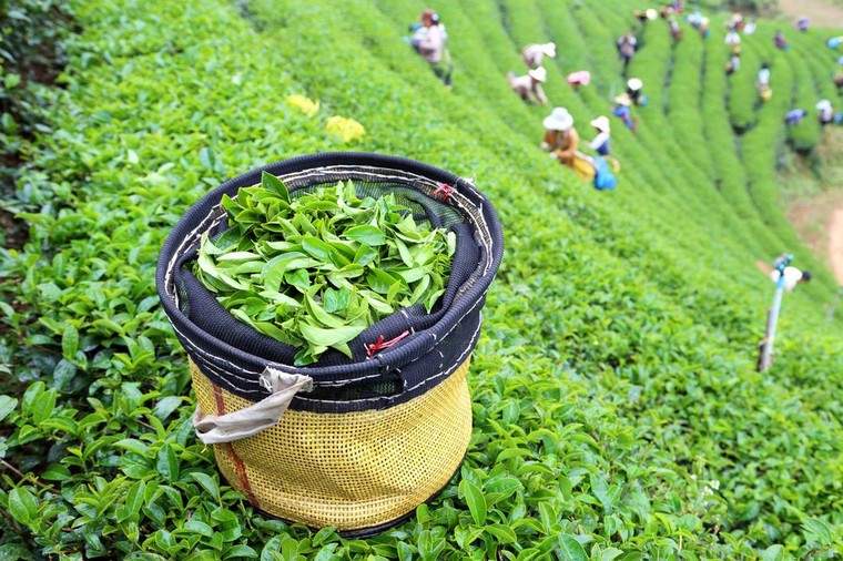 緑茶の健康上の利点