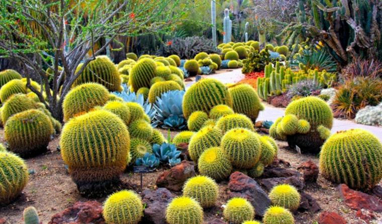 Kaktusas sukulentas išorinis modernus sodas