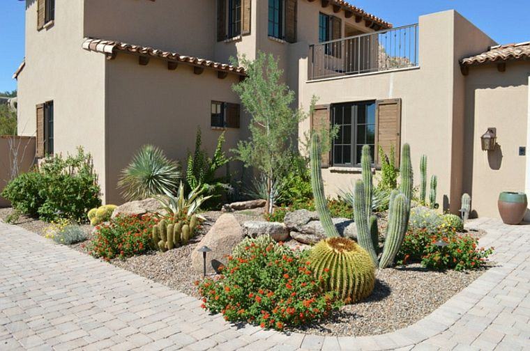 piccolo giardino cactus pianta succulenta