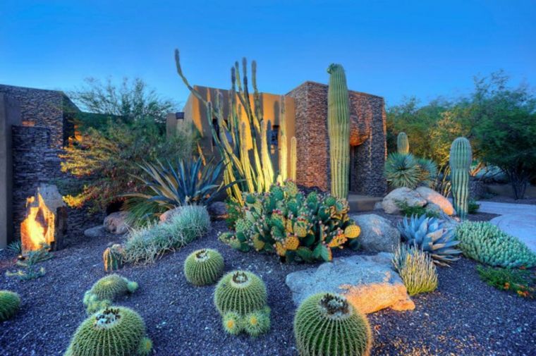 Piante da esterno cactus giardino ghiaia succulente