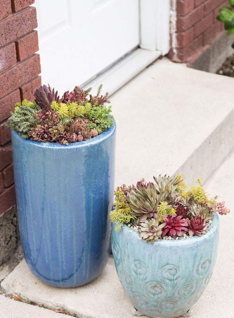 piante grasse vaso di fiori da esterno-cactus-succulente