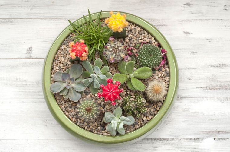 piante grasse piante grasse-cactus-composizione-fiori