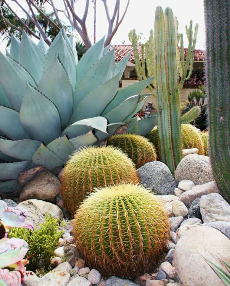 piante grasse all'esterno dei sassi da giardino