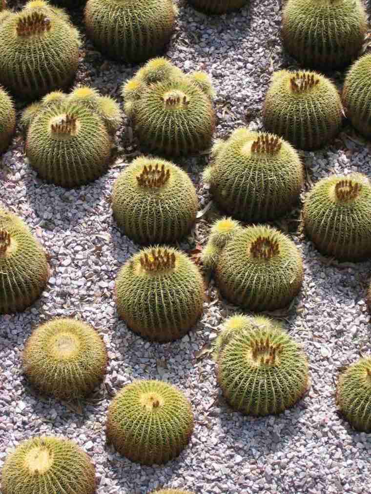 piante grasse cactus da giardino all'aperto