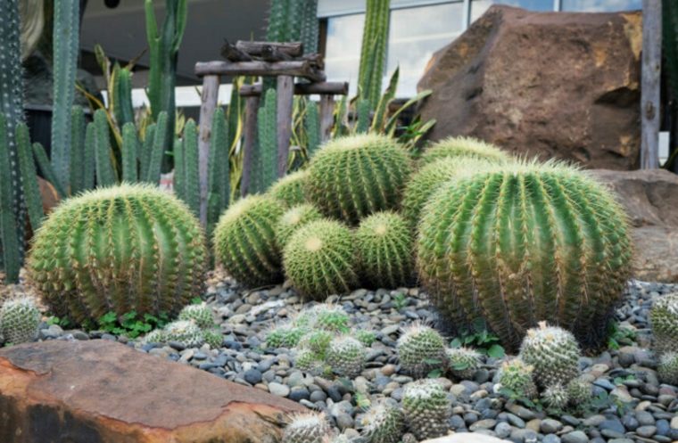 屋外植物サボテンガーデン