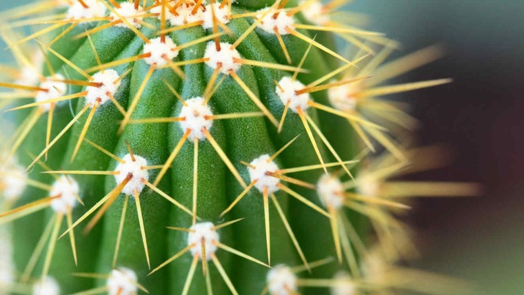piante grasse da giardino cactus all'aperto