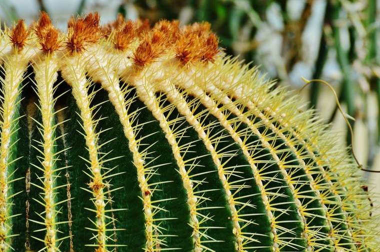 piante grasse all'aperto grande giardino di cactus