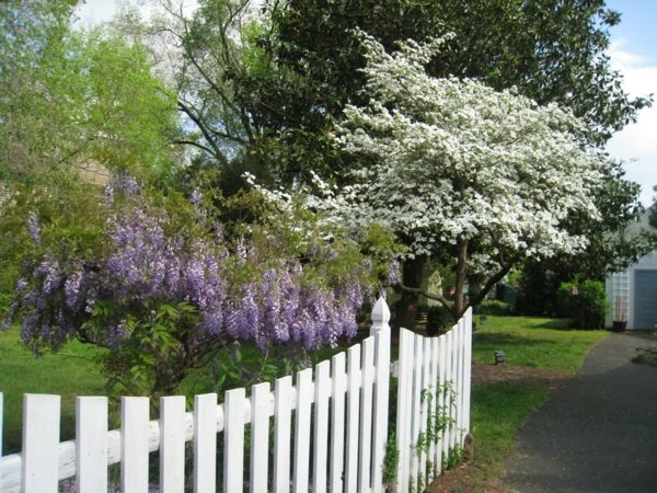 Wisteria mediniai vartai