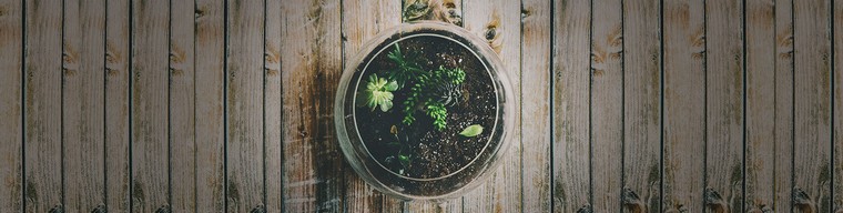 kako stvoriti mini vrtnu ideju biljka terarija