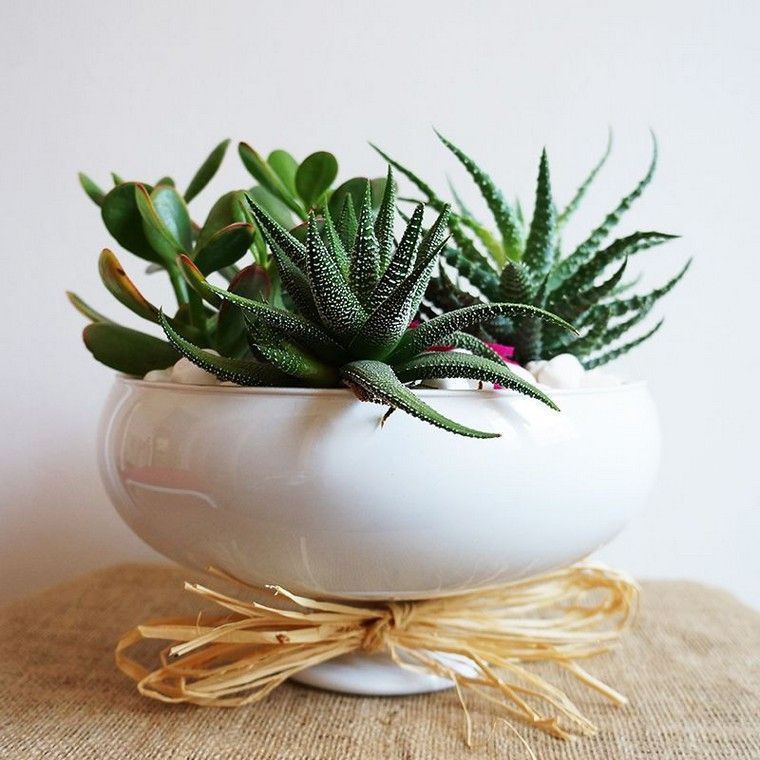 terrárium ötlet aloe vera növény diy mini kert