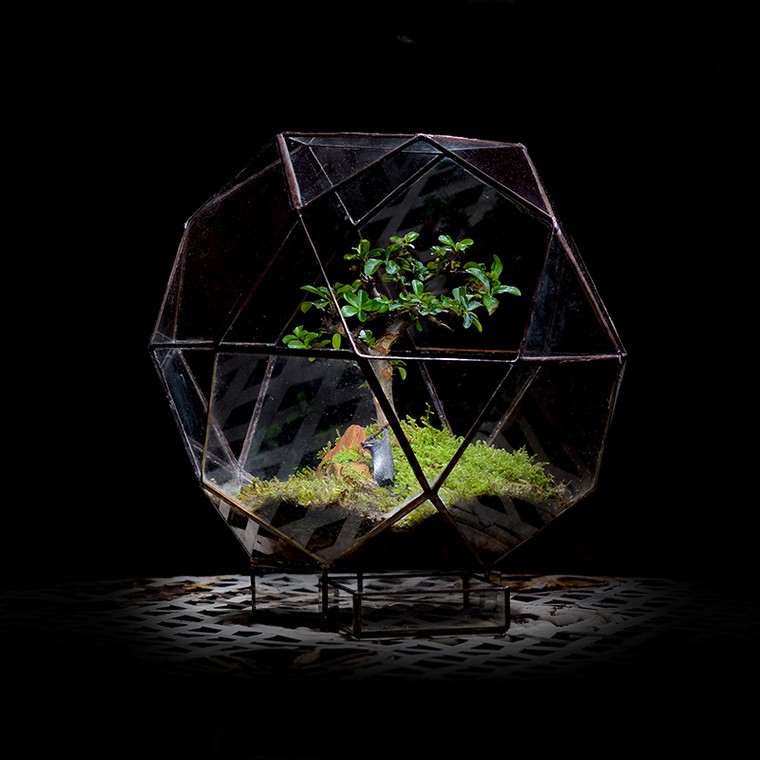 bonsai egzotična biljka zatvorena ideja za DIY terarij