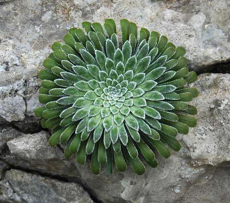 Izradite mini vrtnu ideju sočne biljke diy terrarium