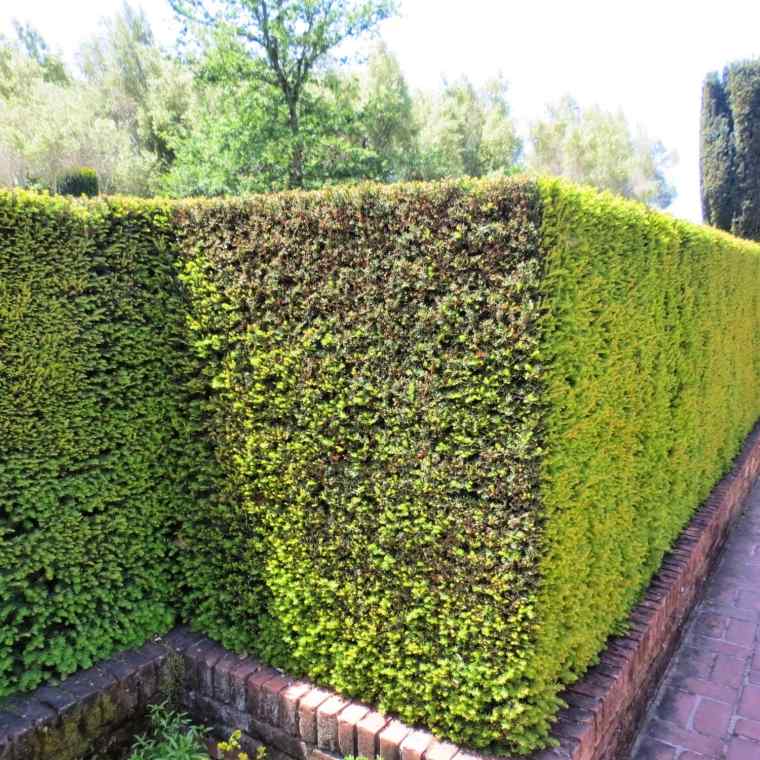 išorinė siena su vijokliniais augalais