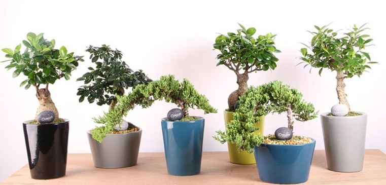bonsai-japonų-daug rūšių