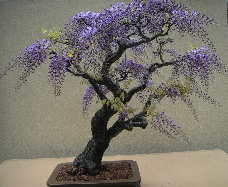 bonsai-japonų-glicynia-violetinė