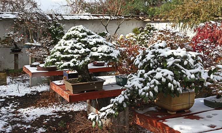 japonų bonsai žiemą