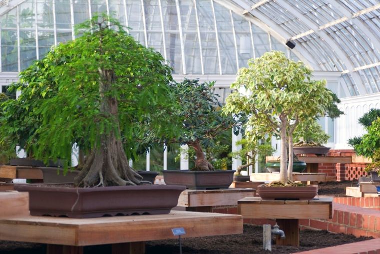 bonsai-japonų-tropinių rūšių