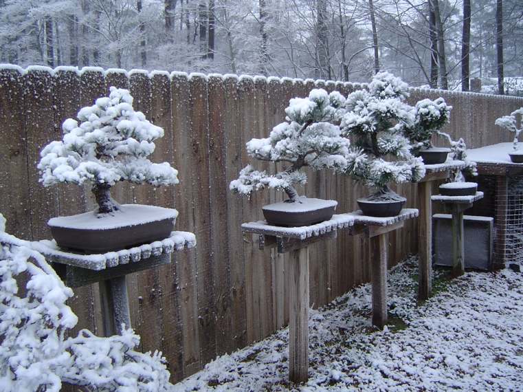 japonų bonsai su sniegu