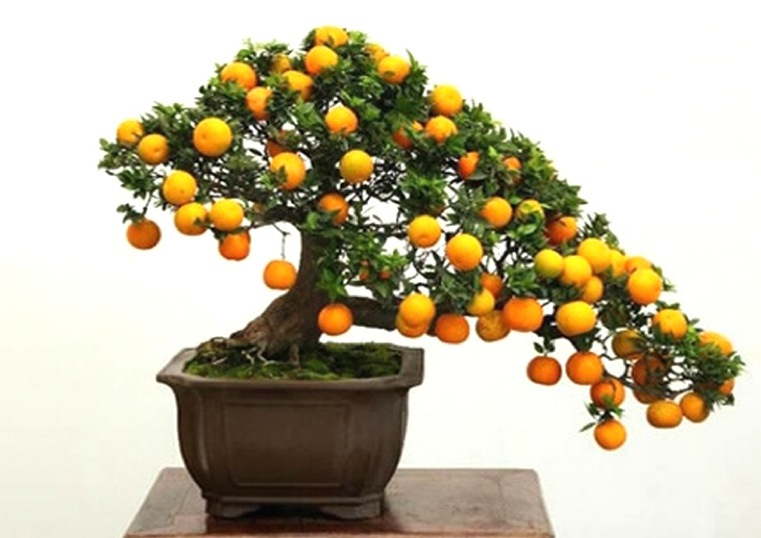japonų bonsai su vaisiais