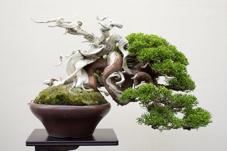 bonsai-japonų medis-baltas