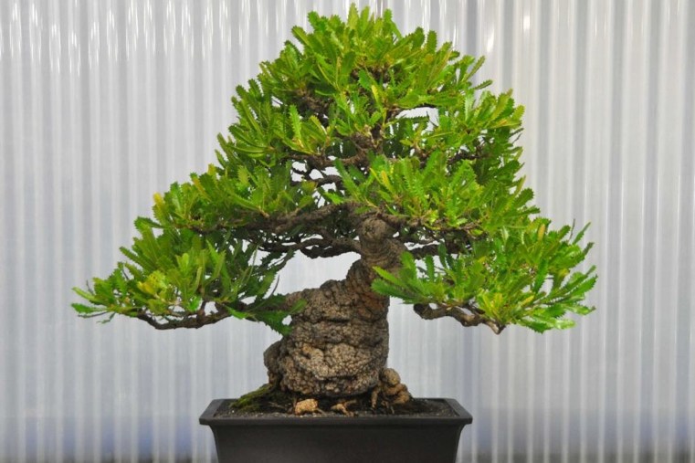 bonsai-japonų-žalieji lapai