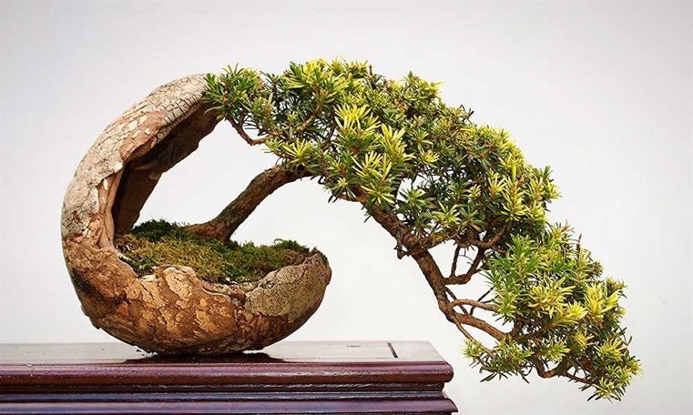 bonsai-japonų-moderni forma