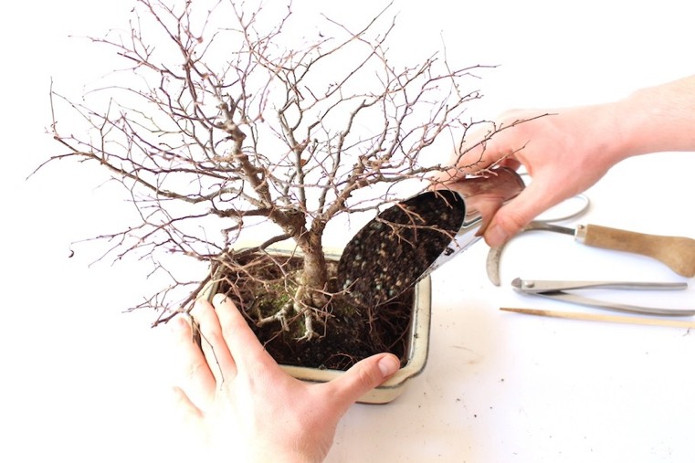 persodinti-japonų-bonsai