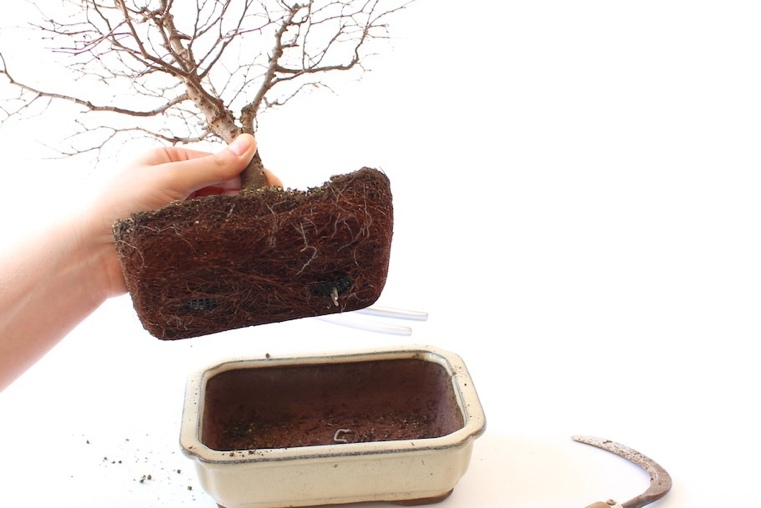 paimk-bonsai-iš-puodo