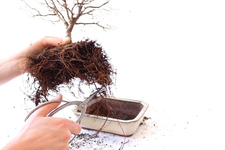 bonsai-root-degtukas