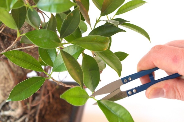 bonsai-japonų-supjaustyti lapai