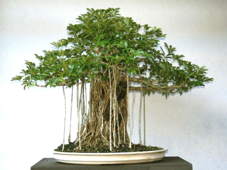 japoniškas bonsai puode