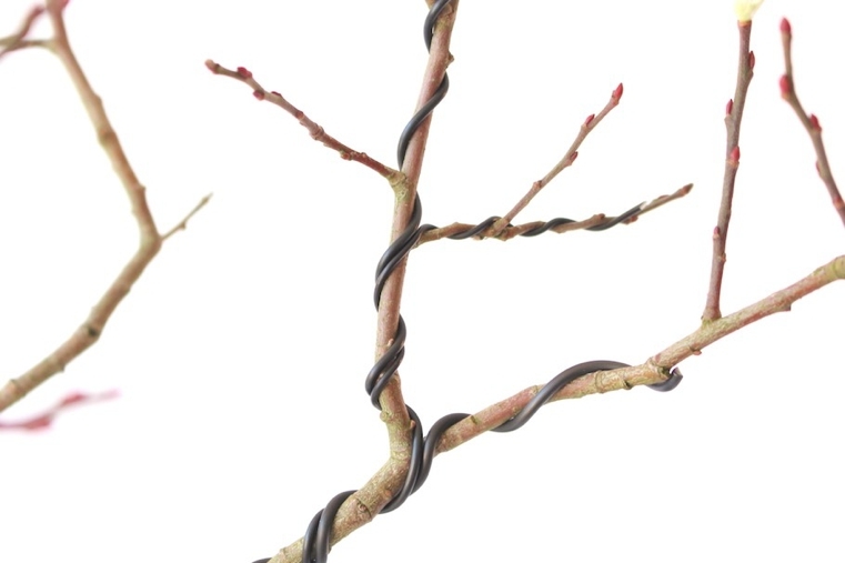 bonsai-japonų vielos viela