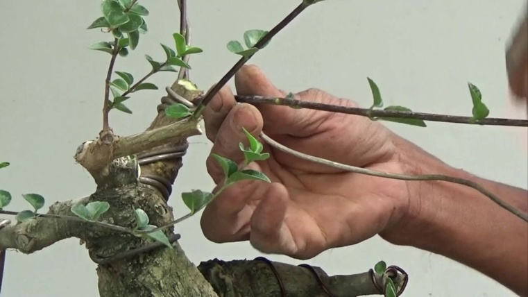 japonų-bonsai laidai