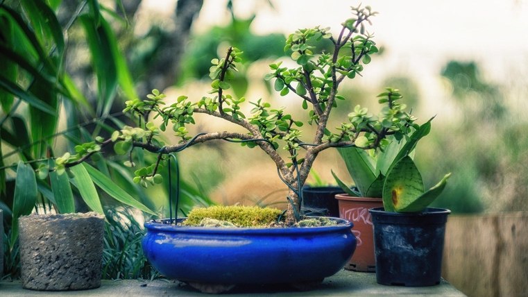 japonų-bonsai viela