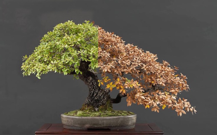 Japonijos-bonsai-lapuočiai