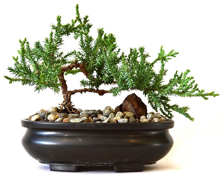 japonų dailus bonsai