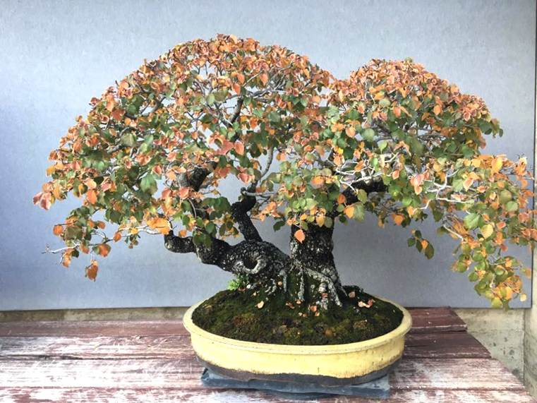 bonsai-japonų lapuočių medis