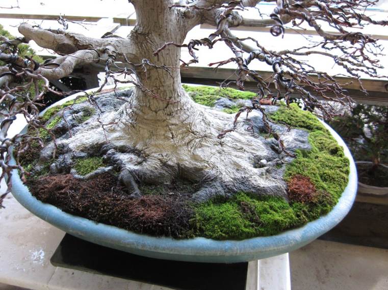 japonų bonsai su kabeliais